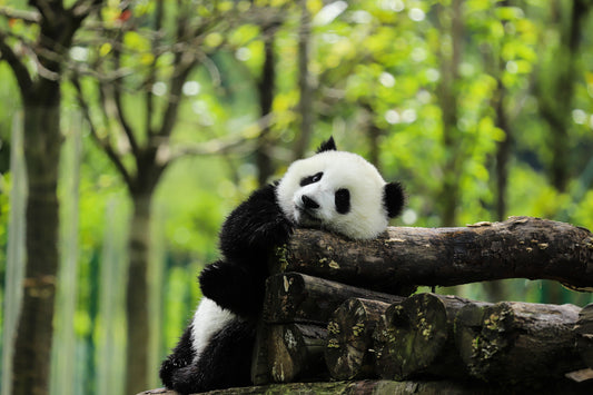 7 Days Chengdu And Chongqing Tour